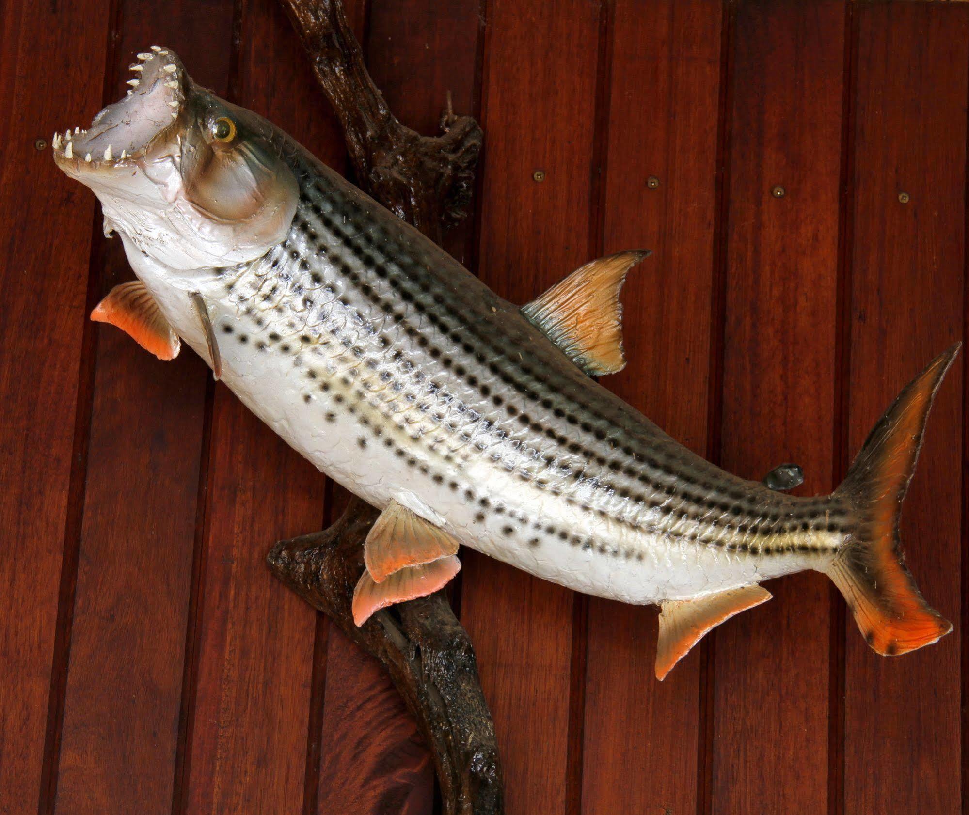 Shayamoya Tiger Fishing And Game Lodge Понгола Екстериор снимка