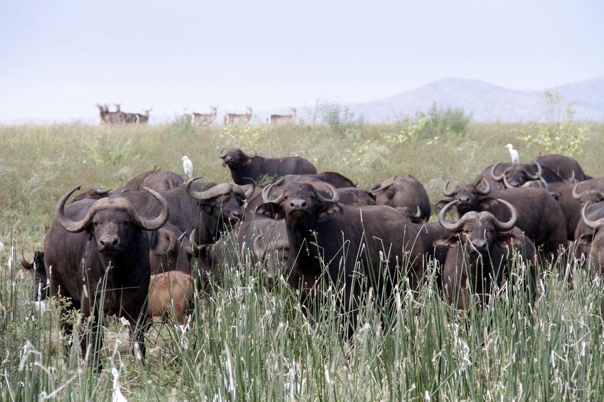 Shayamoya Tiger Fishing And Game Lodge Понгола Екстериор снимка